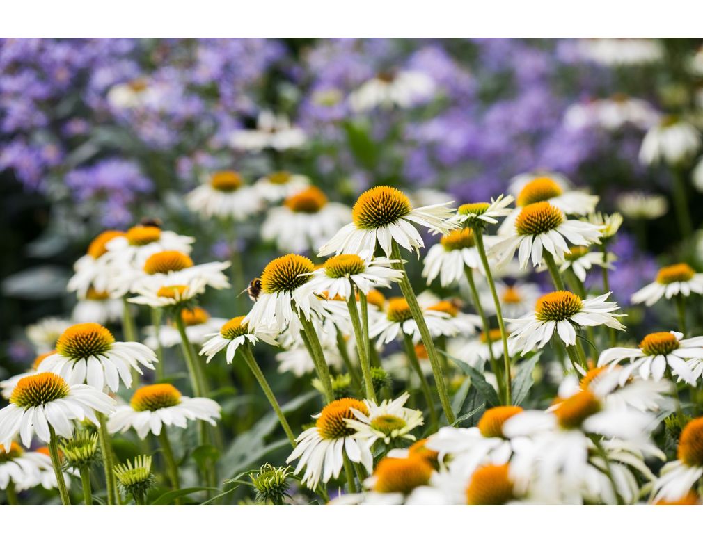 Vaste planten voor een onderhoudsvriendelijke tuin