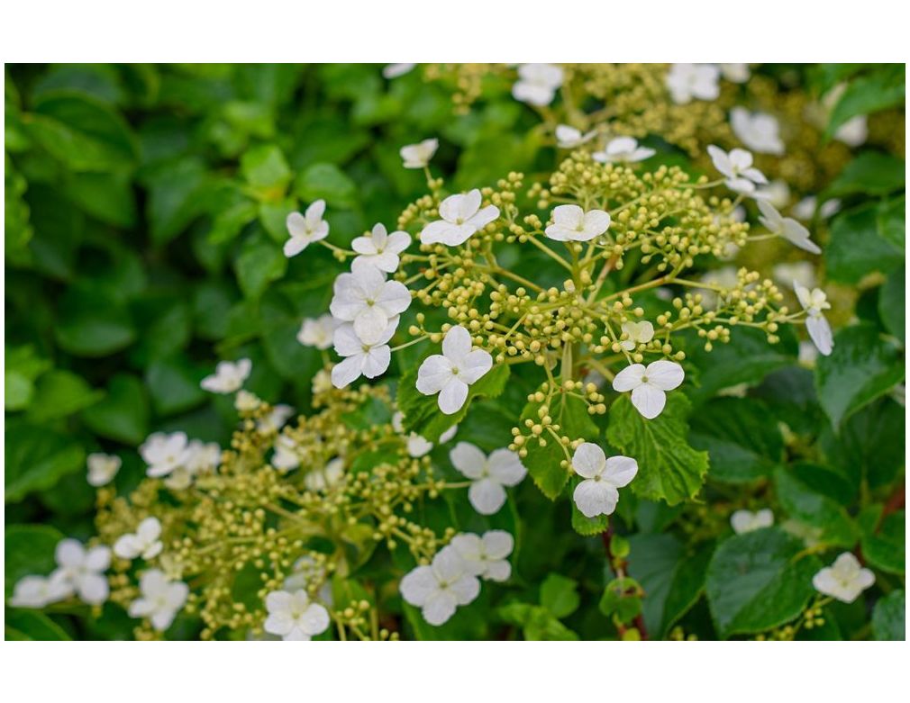 Klimplanten met bloemen