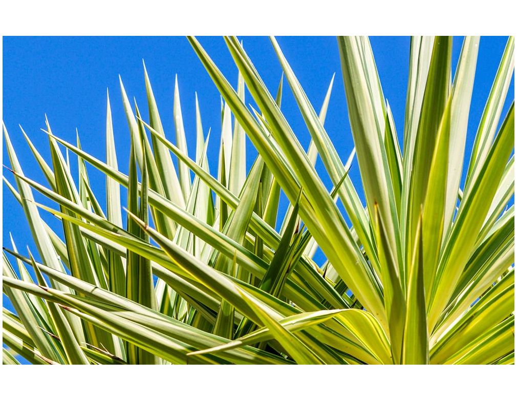 Droogtebestendige vaste planten voor de tuin - Yucca