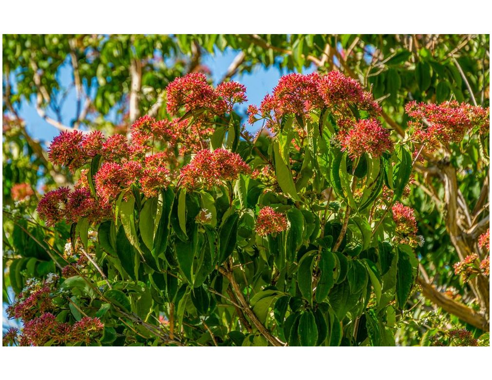 Zevenzonen boom voor kleine tuin