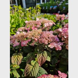 Hortensia 'Pink Petticoat'