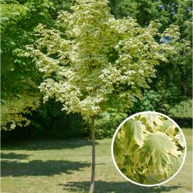 Acer platanoides 'Drummondii' blad
