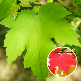 Acer Rubrum