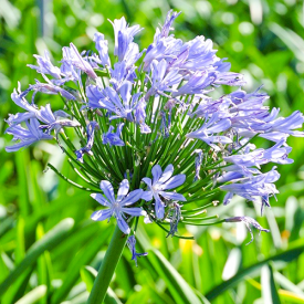 Agapanthus blauw