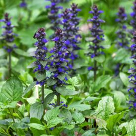 Ajuga reptans