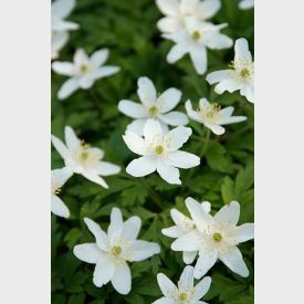 Anemone Sylvestris