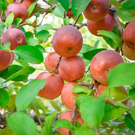 Appelboom Braeburn