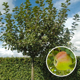 Appelboom Dubbele Bellefleur