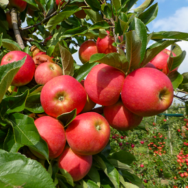 Oude appelboom Elstar