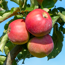 Appelboom Jonagold zware hoogstam