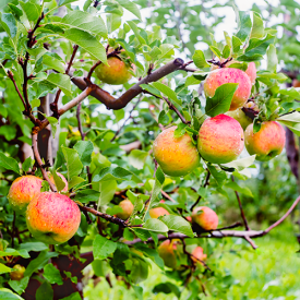 Appelboom Topaz