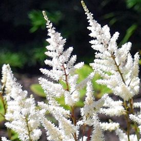 Astilbe Brautschleier