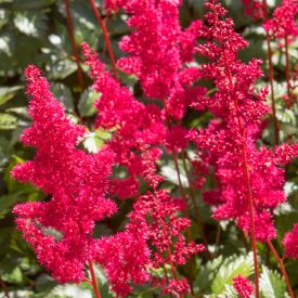 Astilbe Fanal