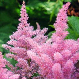 Astilbe Rheinland