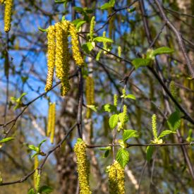 Betula nigra