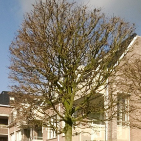 Esdoorn blokboom