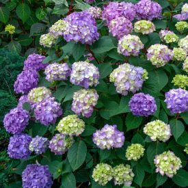 Hydrangea Endless Summer Bloomstar Blauw