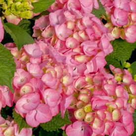 Hydrangea Endless Summer Bloomstar Roze