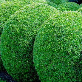 Buxus bol