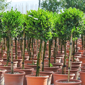 Buxus microphylla Faulkner bol 25-30 cm