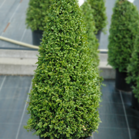 buxus piramide