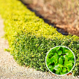 Buxus sempervirens