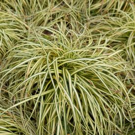 Carex oshimensis Evergold 