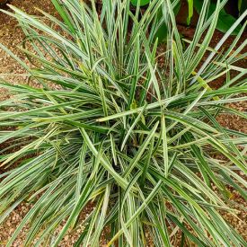 Carex morrowii Variegata