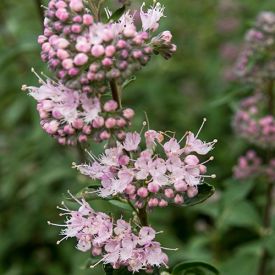 Caryopteris clandonensis Stephi