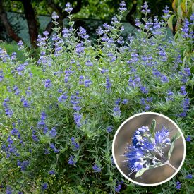 Caryopteris clandonensis 'Heavenly Blue'