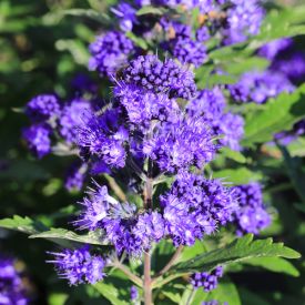 Caryopteris clandonensis Thetis