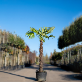 Chinese Waaierpalm ‘Fortunei’ 45 liter 40-50