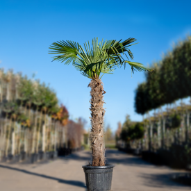 Chinese Waaierpalm 140cm