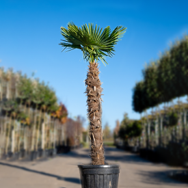 Chinese Waaierpalm 160cm