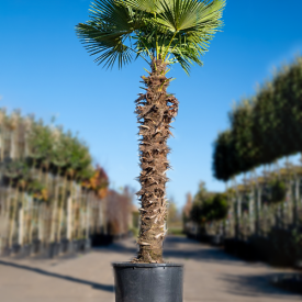 Chinese Waaierpalm 'Fortunei' 160 liter 250-300 160-180