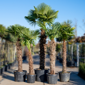 Chinese Waaierpalm ‘Fortunei’ 25 liter 80-100