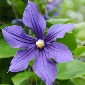 Clematis Alpina