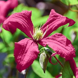 Clematis cirrhosa Landsdowne Gem