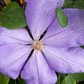 Clematis Mrs. Cholmondeley