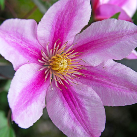 Clematis Piilu