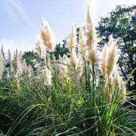 dwergpampasgras, mini cortaderia selloana