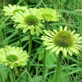 Echinacea Green Jewel