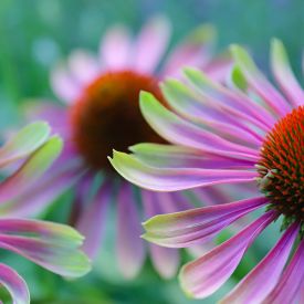 Echinacea Green Twister