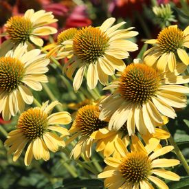 Echinacea Harvest Moon