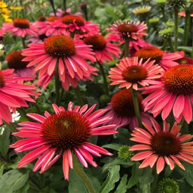 Echinacea Hot Summer