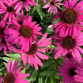 Echinacea JS Stiletto