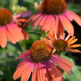 Echinacea Summer Cocktail