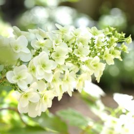 Eikenbladhortensia