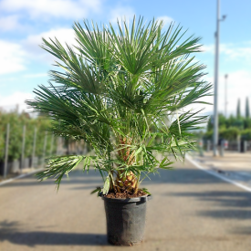 Europese Dwergpalm 125-150cm