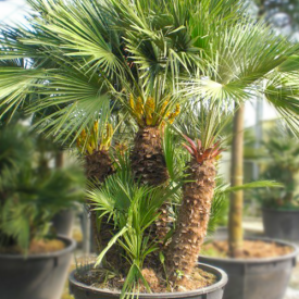 Europese Dwergpalm Meerstammig